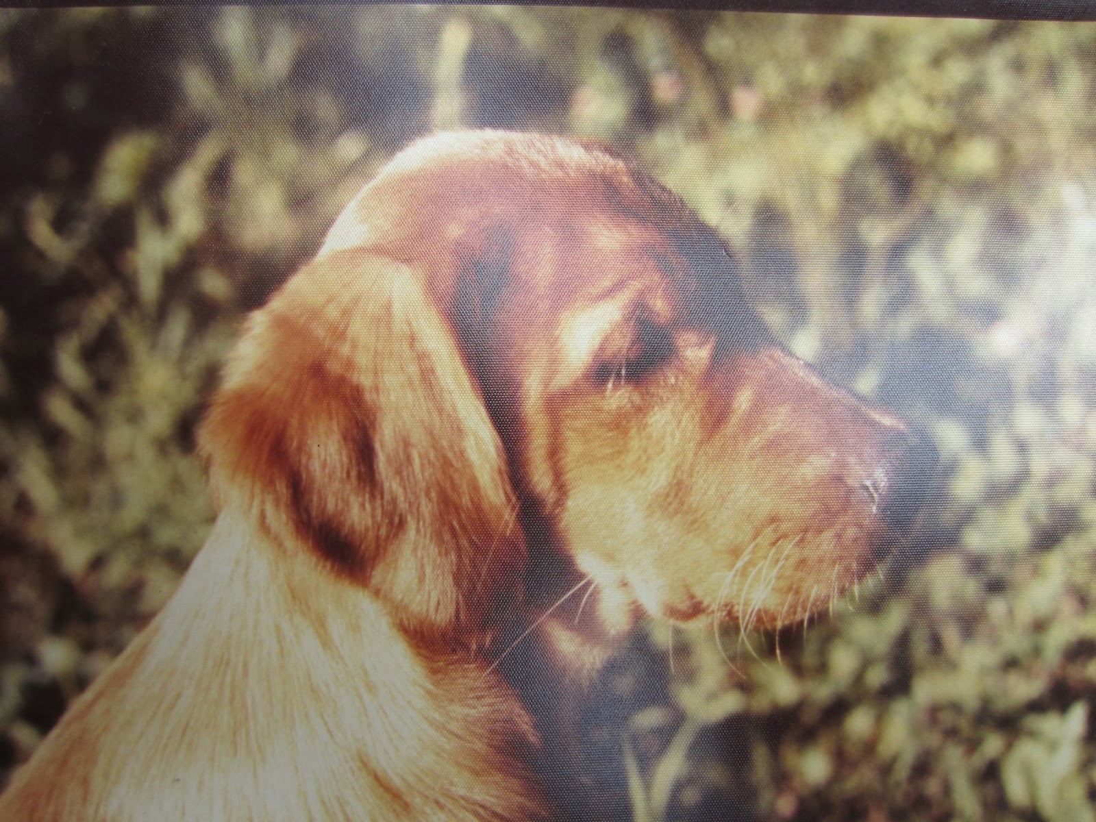 Wrinx the golden retriever in 1977 with a very wrinkled face