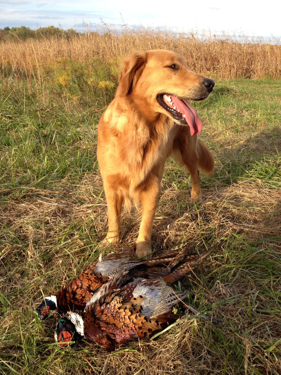 Brady the golden retriever, a world class hunting dog hunting in New Jersey, stands proudly over retrieved birds