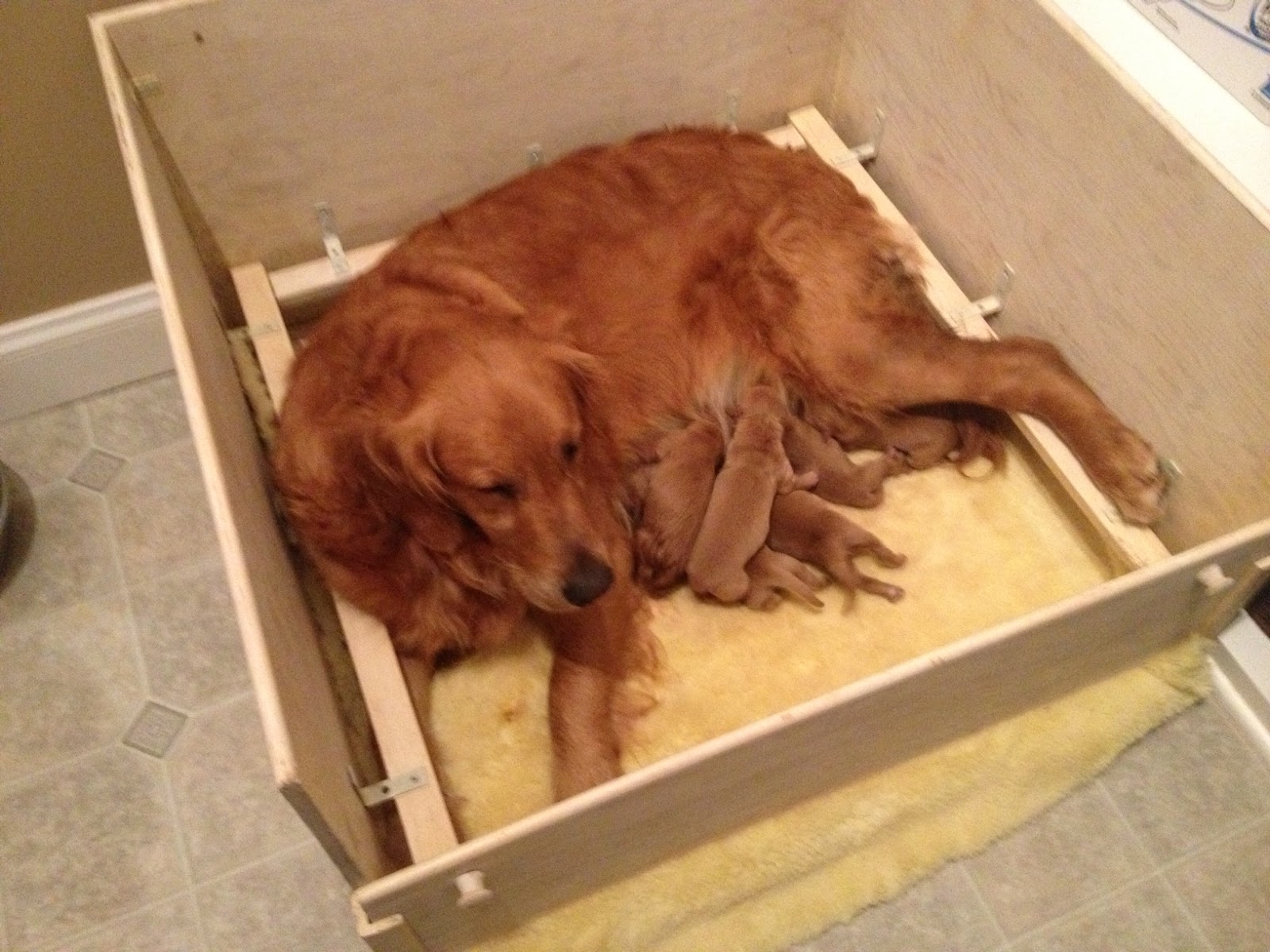 Brady lies down in her whelping box with her 6 golden retriever puppies. The puppies are only a few days old.