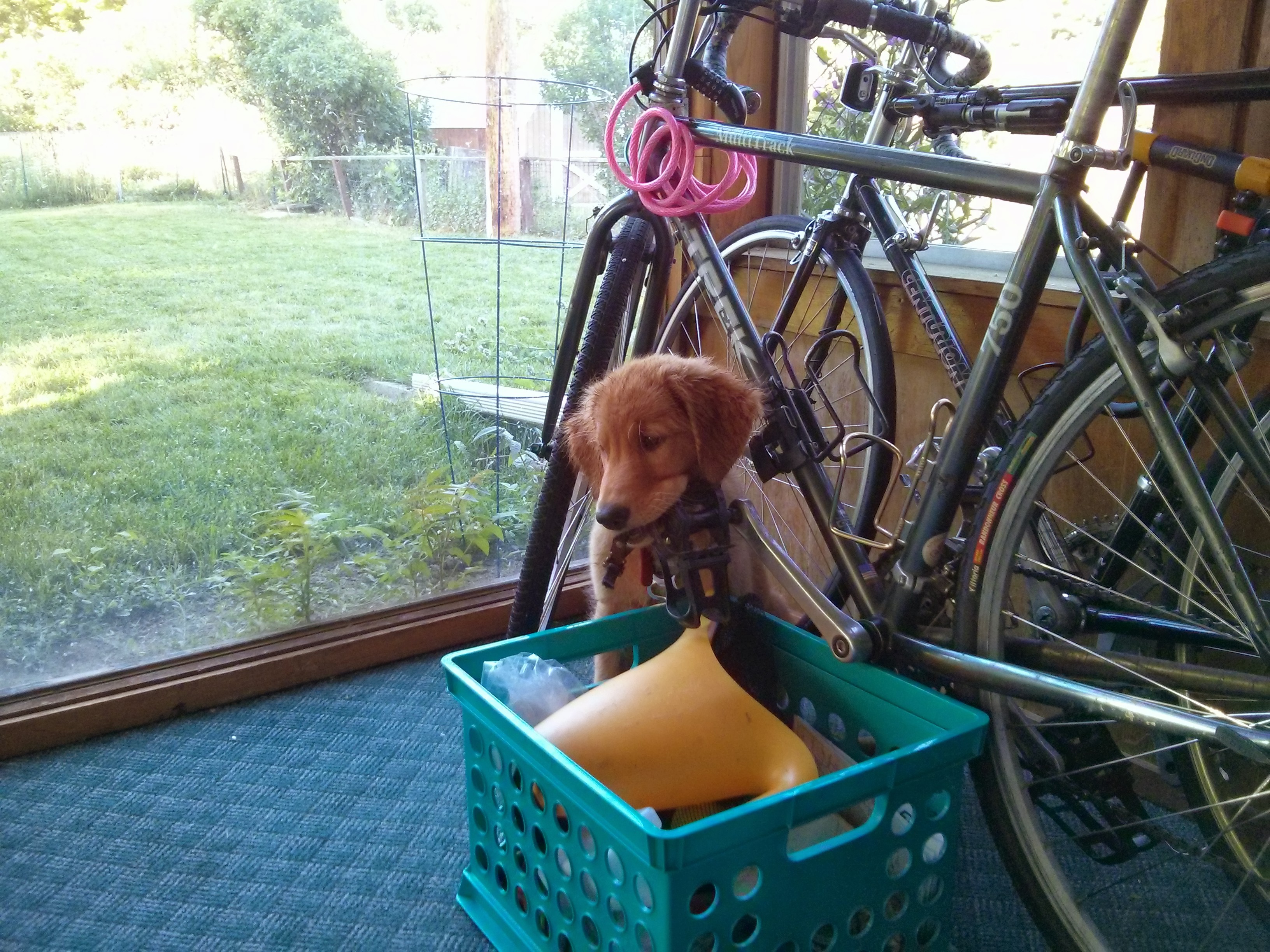 Bender at 10 weeks chewing on a bike pedal 