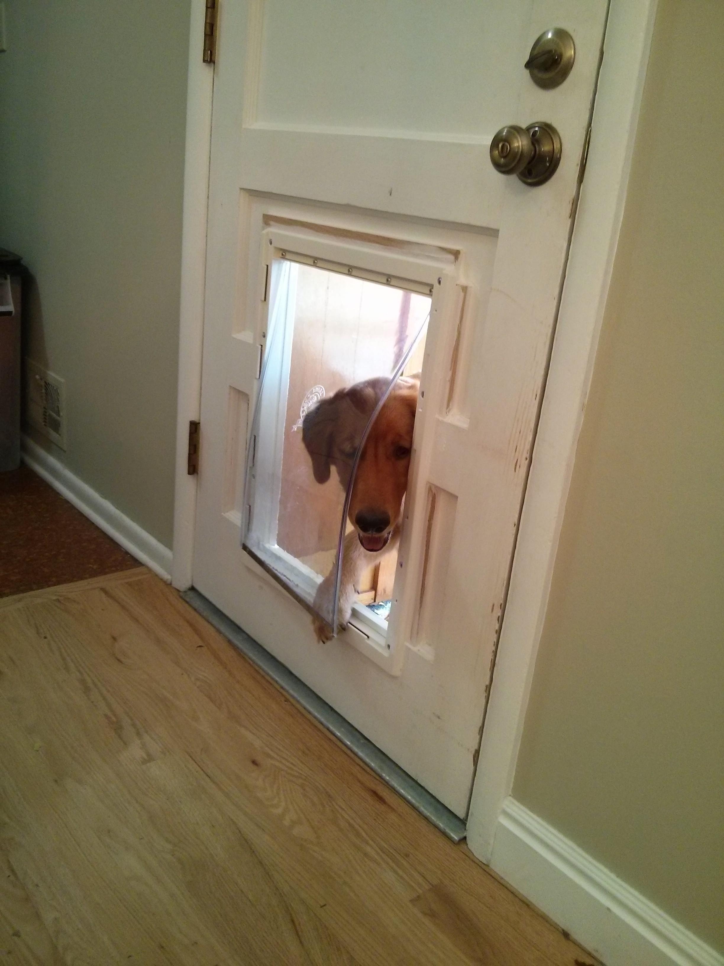 Golden retriever, Bender, poking just his head through a dog door